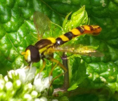 Sphaerophoria scripta